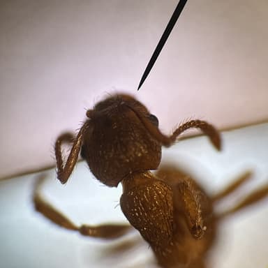 Myrmica specioides — colony photo 141