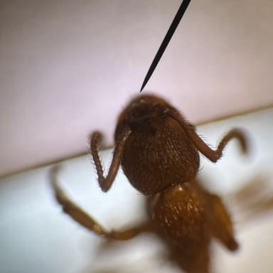 Myrmica specioides — colony photo 142