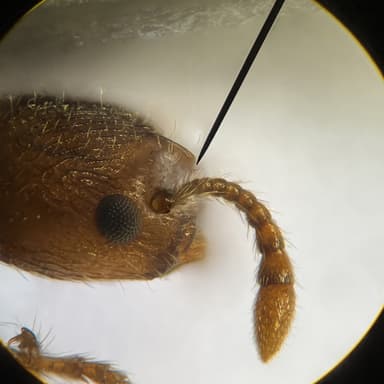 Myrmica specioides — colony photo 143