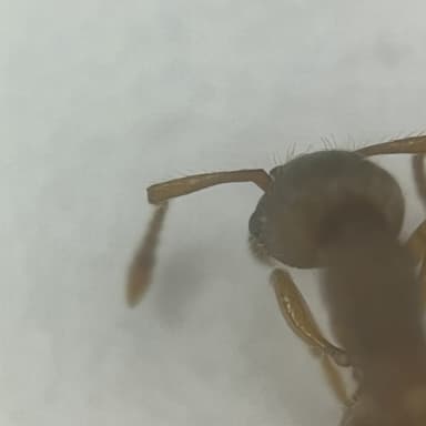 Myrmica specioides — colony photo 144