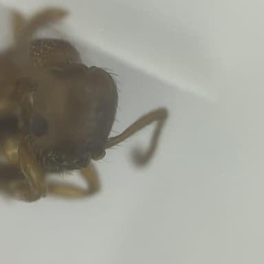Myrmica specioides — colony photo 145