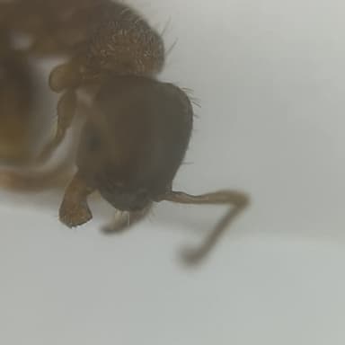 Myrmica specioides — colony photo 146