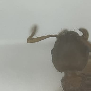 Myrmica specioides — colony photo 147