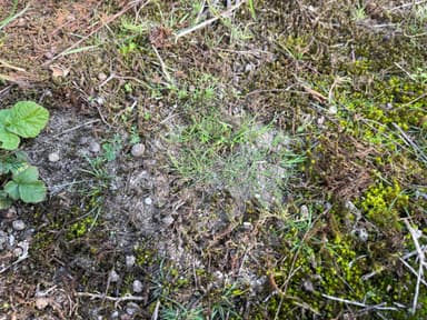 Myrmica specioides — colony photo 148