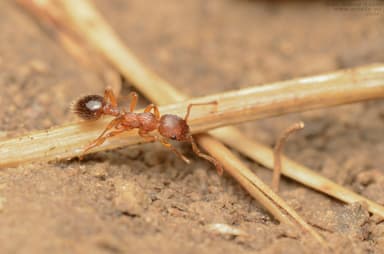 Myrmica specioides photo 150