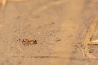 Myrmica specioides photo 151