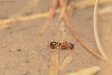 Myrmica specioides photo 152