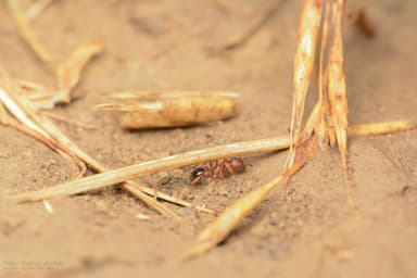 Myrmica specioides photo 153