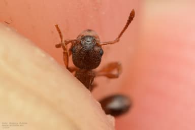 Myrmica specioides photo 154