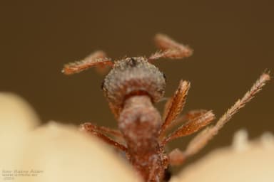 Myrmica specioides photo 155