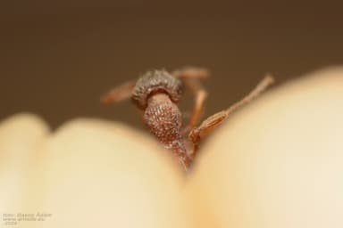 Myrmica specioides photo 156