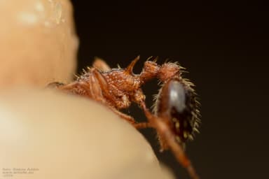 Myrmica specioides photo 157