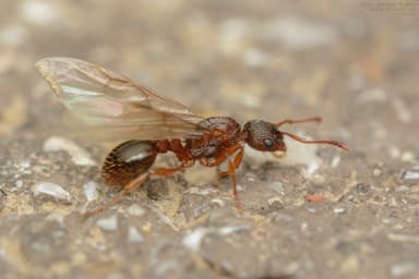 Myrmica specioides photo 160