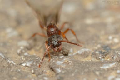 Myrmica specioides photo 161