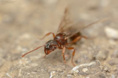 Myrmica specioides photo 162