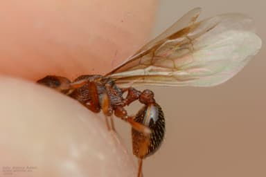 Myrmica specioides photo 164