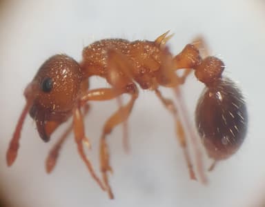 Myrmica specioides photo 165