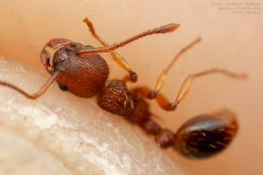 Myrmica specioides photo 166
