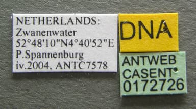 Myrmica specioides photo 3