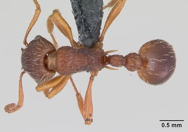 Myrmica specioides — queen photo 4