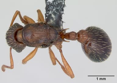 Myrmica specioides — queen photo 5