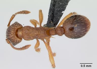 Myrmica specioides — queen photo 6