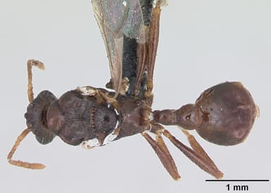 Myrmica specioides — queen photo 7