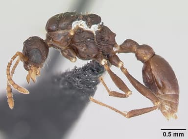 Myrmica specioides — queen photo 8