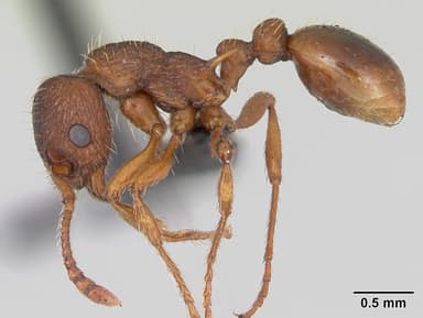 Myrmica specioides — queen photo 10