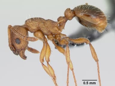 Myrmica specioides — queen photo 11