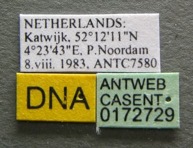 Myrmica specioides photo 12
