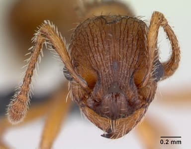 Myrmica specioides — queen photo 13