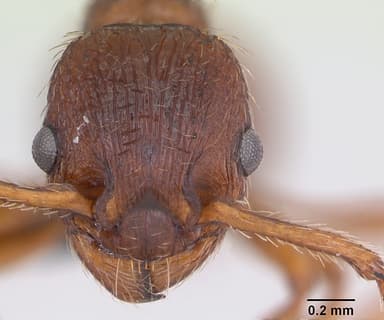 Myrmica specioides — queen photo 14