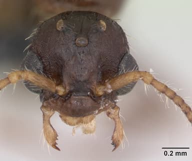 Myrmica specioides — queen photo 15