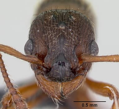 Myrmica specioides — queen photo 16
