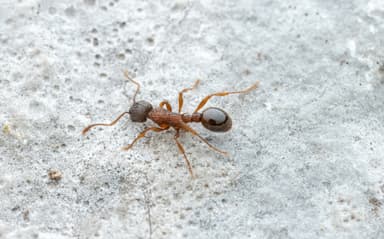 Myrmica sulcinodis photo 11