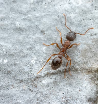 Myrmica sulcinodis photo 12