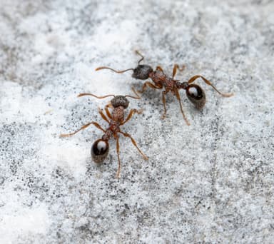Myrmica sulcinodis photo 13