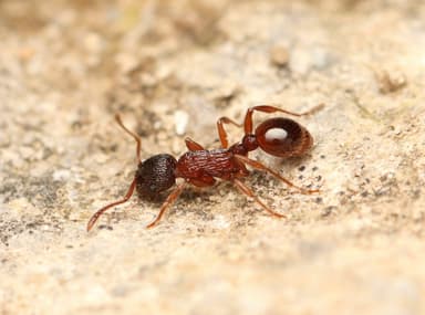 Myrmica sulcinodis photo 14