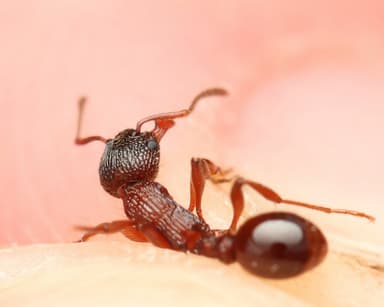 Myrmica sulcinodis photo 15