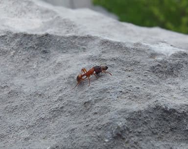Myrmica sulcinodis photo 16