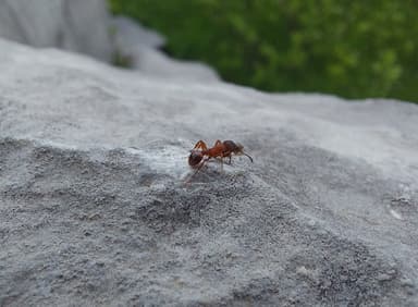 Myrmica sulcinodis photo 17