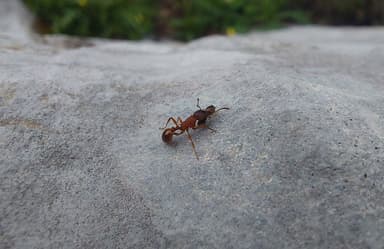 Myrmica sulcinodis photo 18