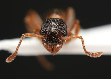 Myrmica sulcinodis photo 19
