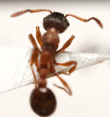 Myrmica sulcinodis photo 20