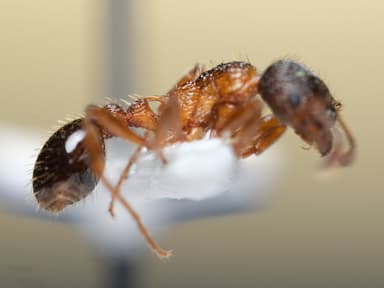 Myrmica sulcinodis photo 21
