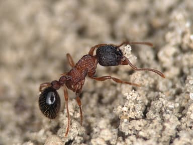 Myrmica sulcinodis photo 22