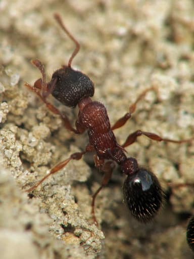 Myrmica sulcinodis photo 23