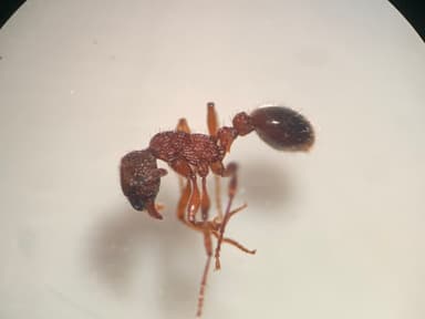 Myrmica sulcinodis photo 24
