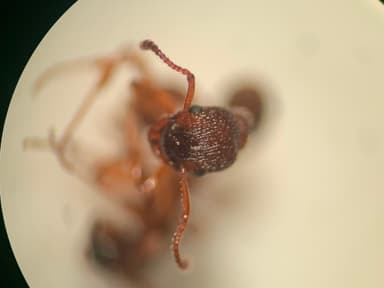 Myrmica sulcinodis photo 25